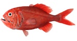 Red roughy